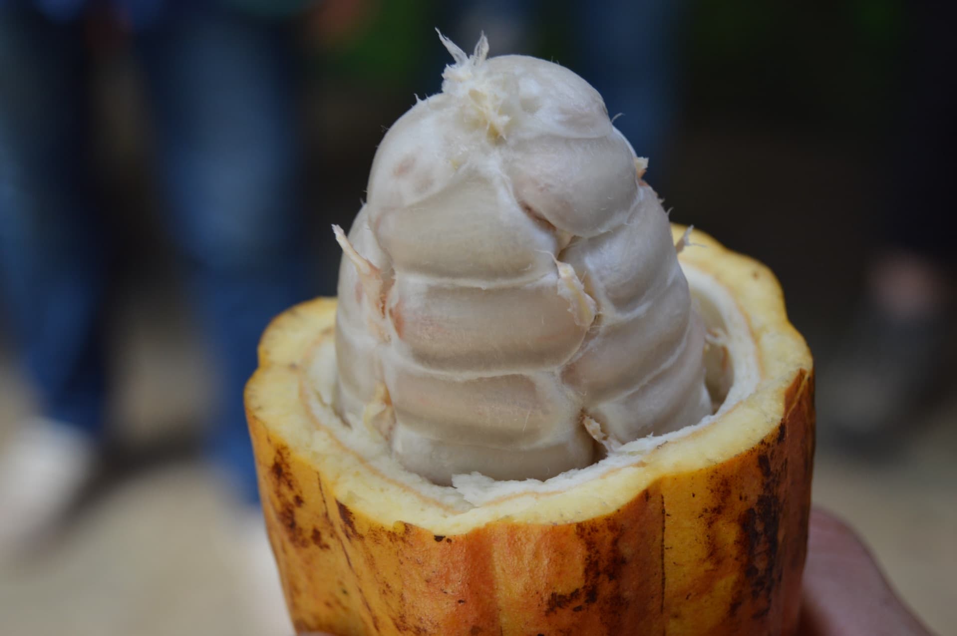 Cacao plantation